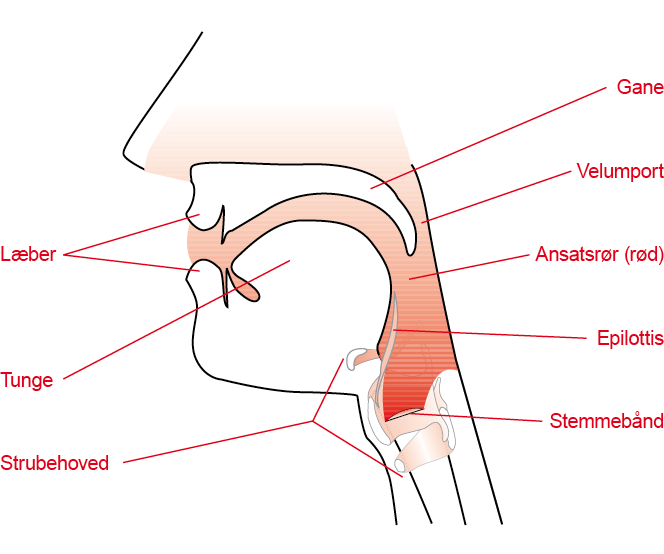 Vocal tract