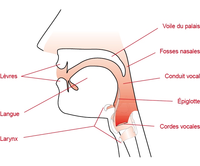 Vocal tract