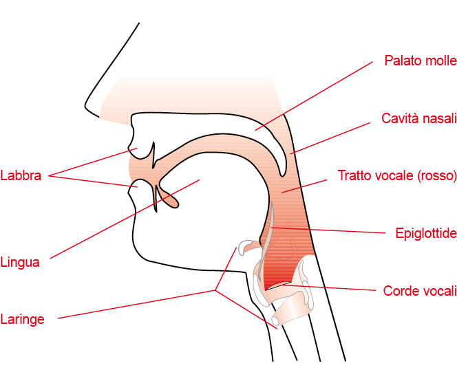 Vocal tract